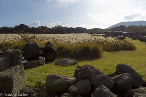 Silbergras im Jeju Stone Park