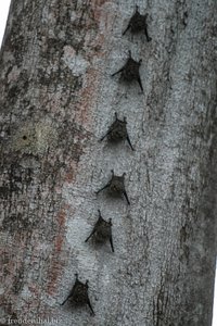 Sackflügelfledermaus (Saccopteryx bilineata)