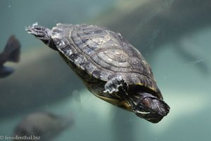 Wasserschildkröte