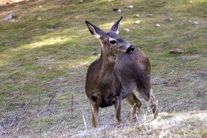 Reh im Yosemite Nationalpark