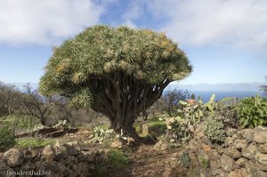 Beim schönsten und größten Dachenbaum von La Palma