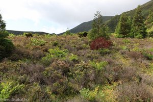 buschiges Hinterland des Sees, innerhab des Kraters