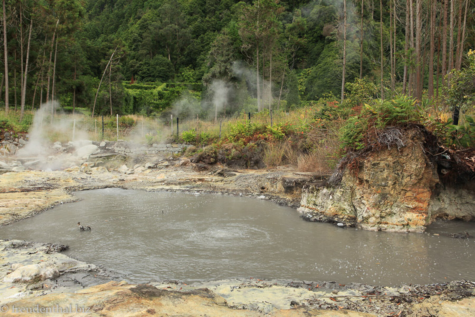 Blubbernde Schwefelquellen von Furnas auf der Azoreninsel São Miguel