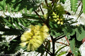 auch eine interessante Blüte