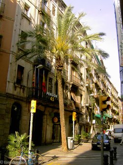Palme in Strassenkreuzung von Barcelona