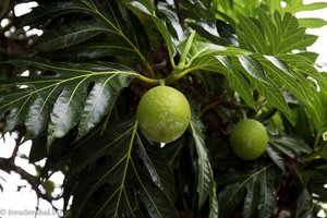 wir wissen nicht, wie es heißt, aber die Frucht schmeckt seltsam