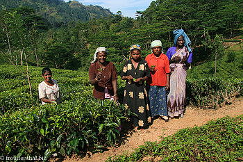 Teepflückerinnen in Sri Lanka