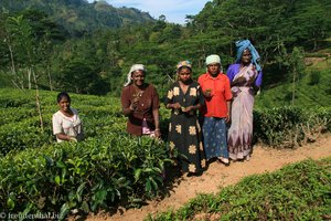 Teepflückerinnen in Sri Lanka