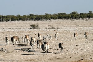 große Zebraherden streichen durch den Etosha-Nationalpark