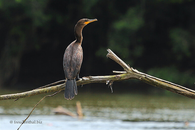 Olivenscharbe - Phalacrocorax brasilianus Olivenscharbe - Phalacrocorax brasilianus
