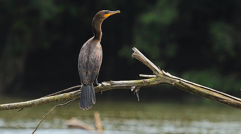 Olivenscharbe - Phalacrocorax brasilianus