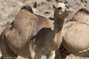 Kamele in Dhofar