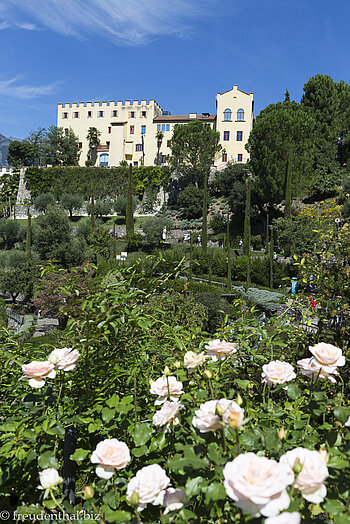 Rosen vor dem Schloss