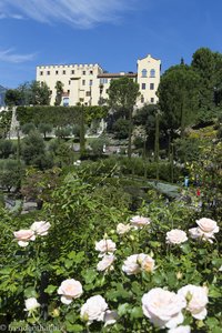 Rosen vor dem Schloss