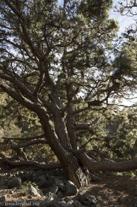 Kiefern im Barranco de las Angustías