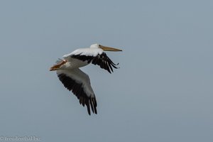 fliegender Pelikan in den Zapata-Sümpfen