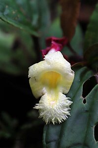 Eine Blüte im Vulkan Tenorio Nationalpark