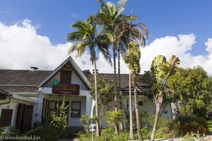 Palmen beim Hotel Le Vieux Cep in Cilaos - La Réunion