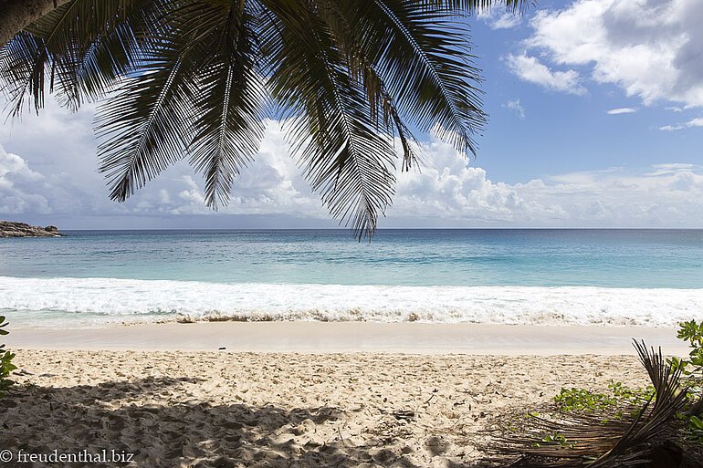 Palmen am Strand der Anse Intendance