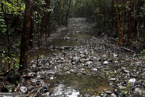 Plätscherbach im Nationalpark von Mauritius