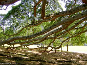 Peradeniya - Benjamin