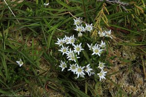 Swamp Enzian (Gentiana douglasiana)