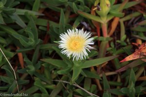 Strandblume auf Faial