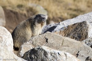 Murmeltier in Andorra