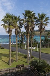 Palmen auf der Insel Jeju