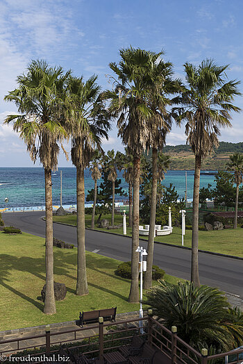 Palmen auf der Insel Jeju