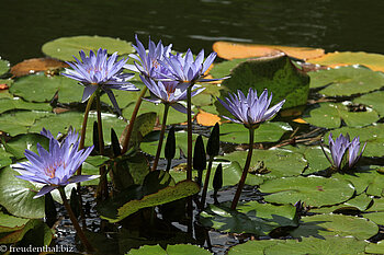 Lotus im Parque Terra Nostra