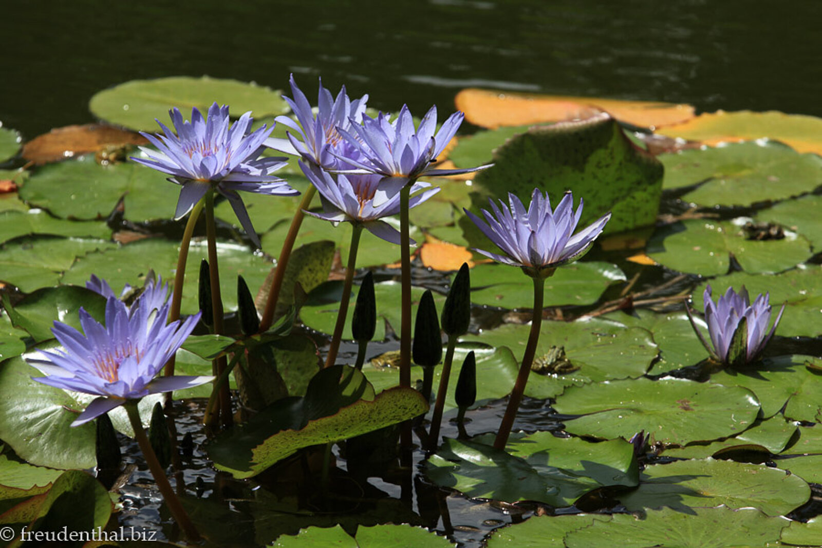 Lotusblüten im Thermalbad Parque Terra Nostra in Furnas auf der Insel São Miguel