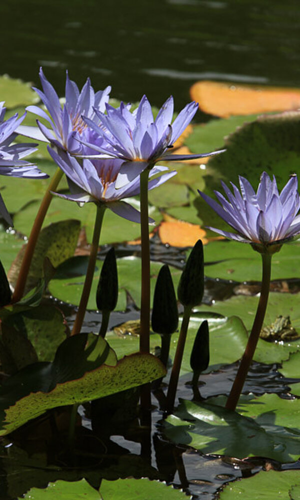 Lotusblüten im Thermalbad