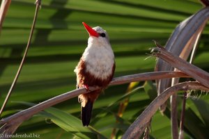 Graukopfliest (Halcyon leucocephala)