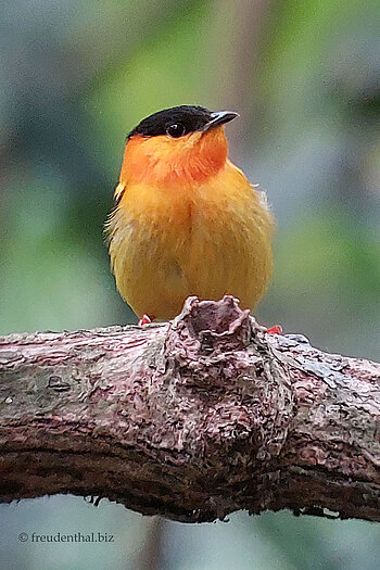 Balzen mit lustigen Geräuschen - Der Orange-Collared Manakin (Manacus aurantiacus)