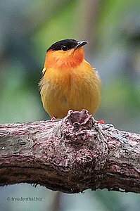 Balzen mit lustigen Geräuschen - Der Orange-Collared Manakin (Manacus aurantiacus)