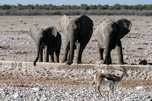 Elefanten an einem der künstlichen Wasserstellen in Etosha