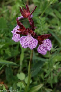 Orchidee an der Schlucht von Noto Antica