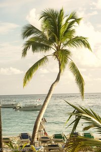 Palme am Strand