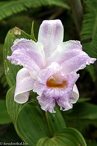 Sobralia warscewiczii (eine Orchidee)