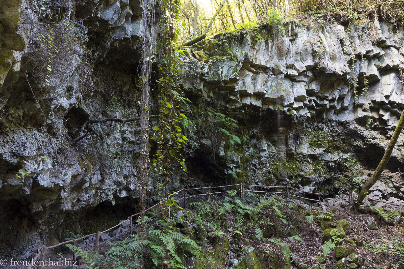 Basaltsäulen und Lorbeerwald in der Caldera de Agua auf der Kanareninsel La Palma
