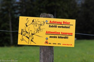 Lust auf ein Tänzchen mit dem Stier?