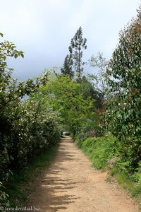 schöner Weg nach Pedrouzo