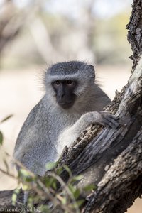 freche Grünmeerkatze im Shingwedzi Camp