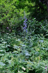 Hoher Rittersporn (Delphinium elatum)