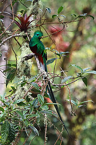 Ein Quetzal bei Tierra de Quetzales