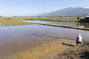 Reisfeld am Inle-See