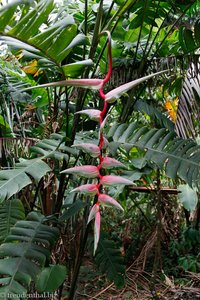 Hummerschere (Heliconia ssp.)