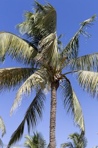 Palmen am Strand von Salalah im Oman