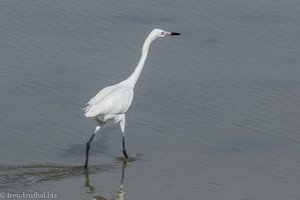 Reiher in den Zapata-Sümpfen